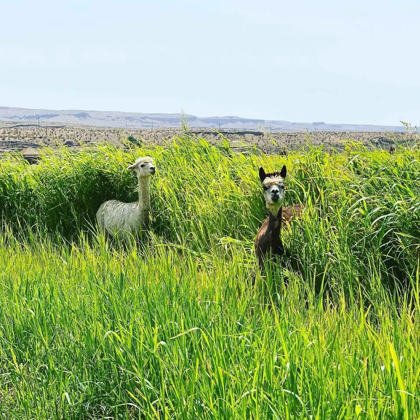 Two alpacas standing in tall grass at Camel Safari.