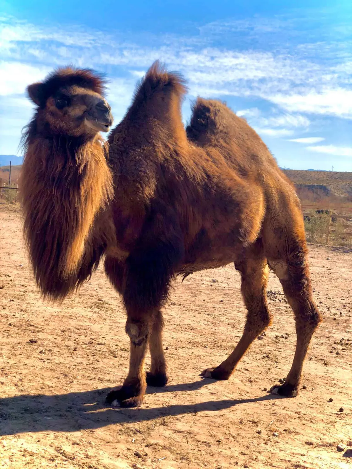 Bactrian camel standing on the Camel Safari desert property.