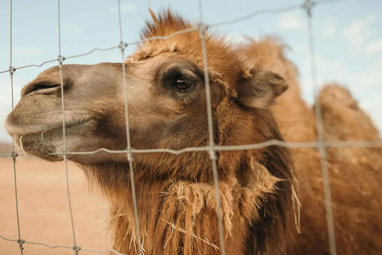 Close view of a dromedary camel at Camel Safari.