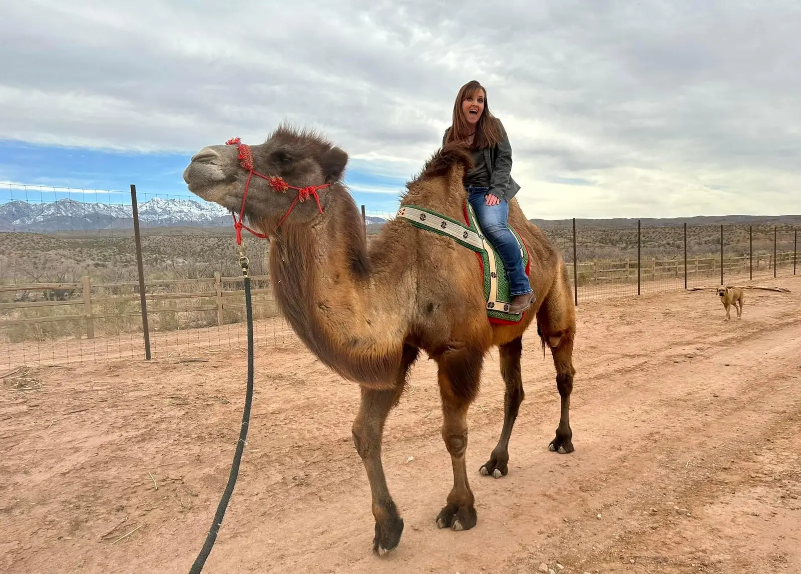 Guest riding a dromedary camel on the Camel Safari property.