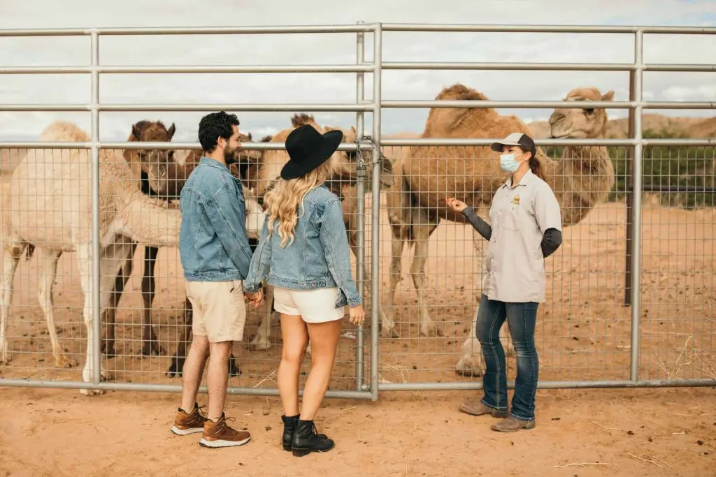A keeper speaking with guests at the Camel Safari camel habitat.