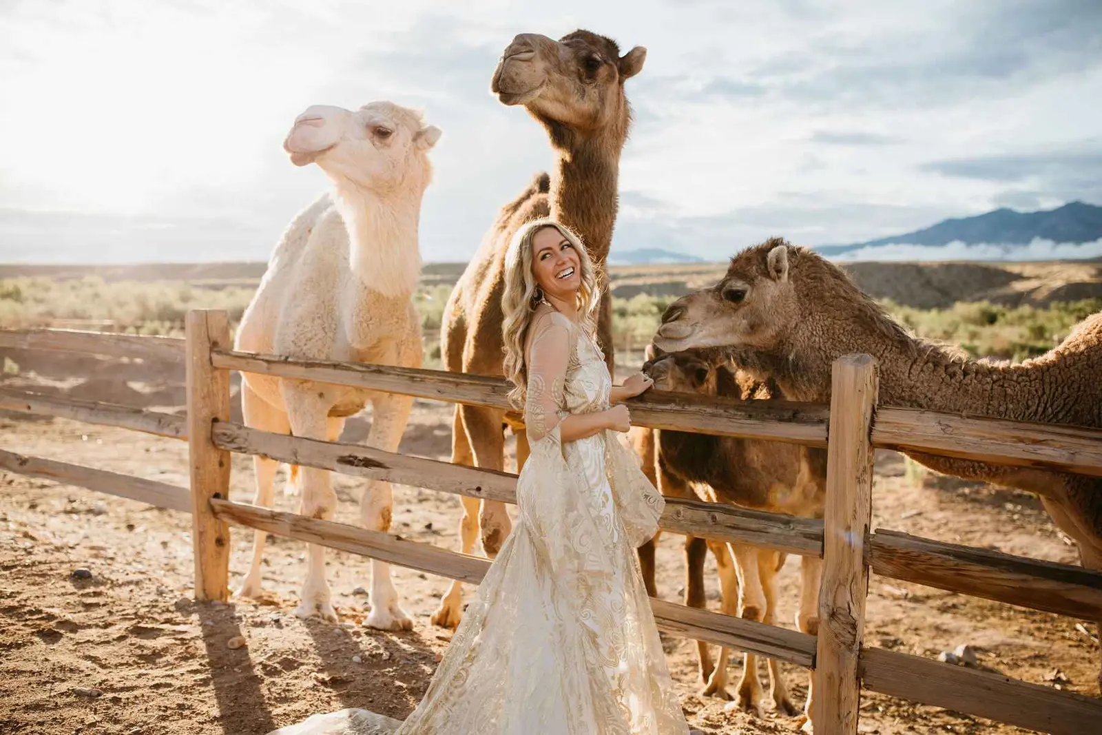 Guests and camels during a private Camel Safari experience.