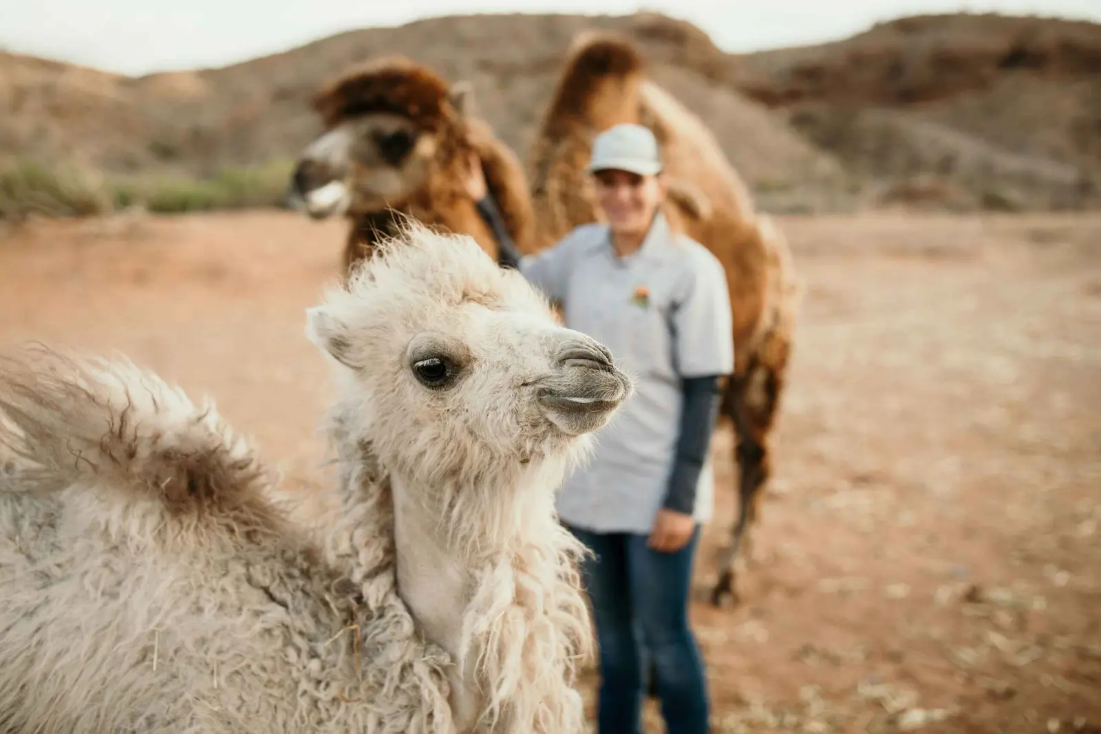A Camel Safari keeper with an alpaca and camels on the 176-acre desert property.