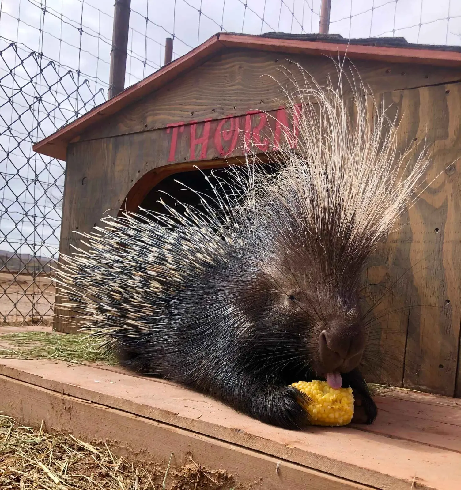 Thorn the African crested porcupine eating in her habitat.