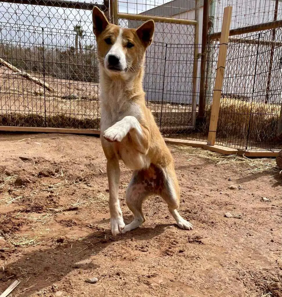 New Guinea singing dog standing in its Camel Safari habitat.