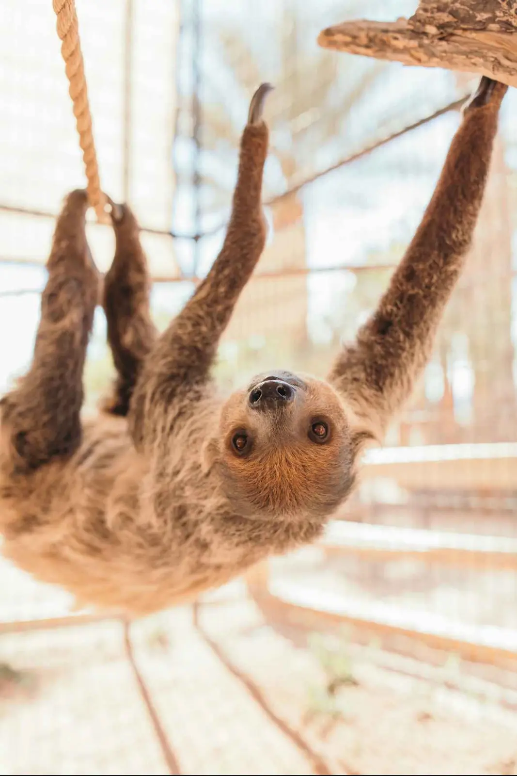 The two-toed sloth hanging from a branch in her habitat.
