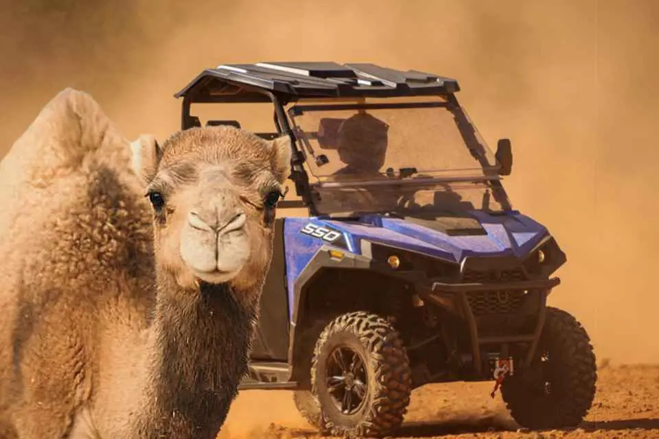 Camel standing beside a blue UTV on the Camel Safari desert property.